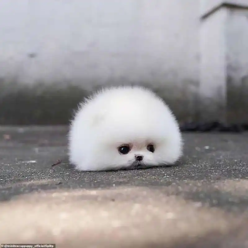 Il volpino di pomerania Snowball