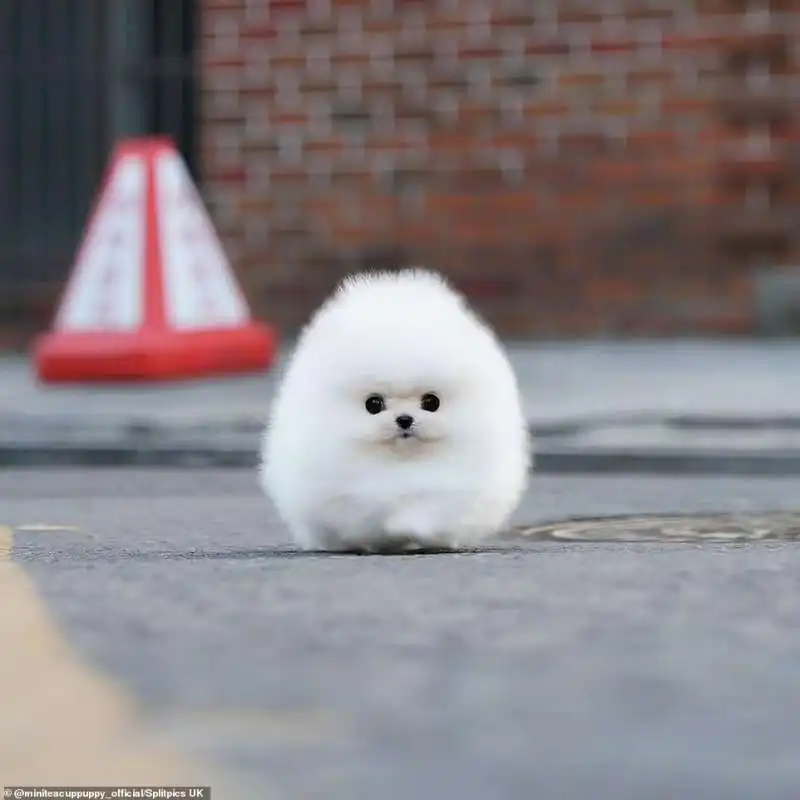 Il volpino di pomerania Snowball 7