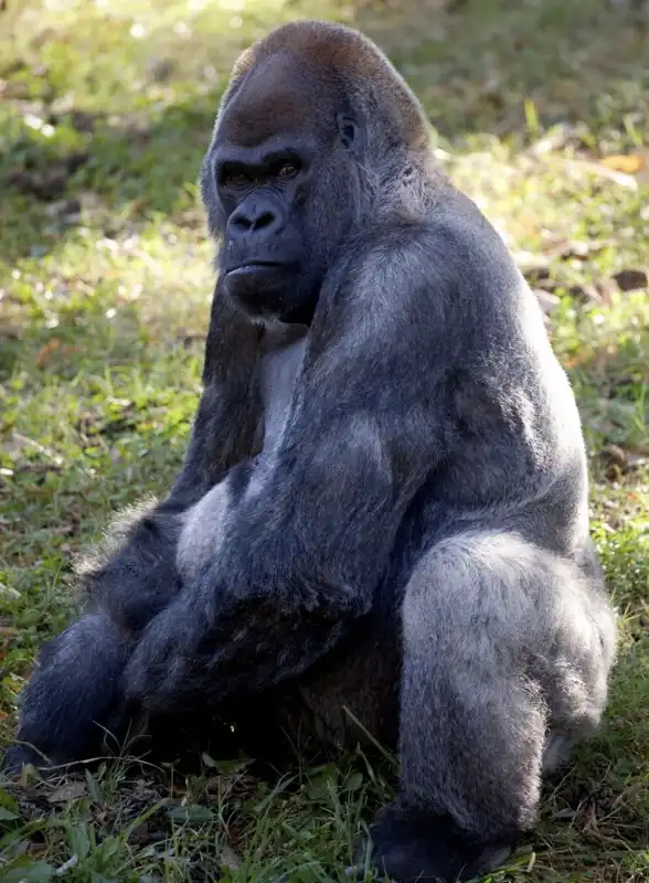 ozzie il gorilla 