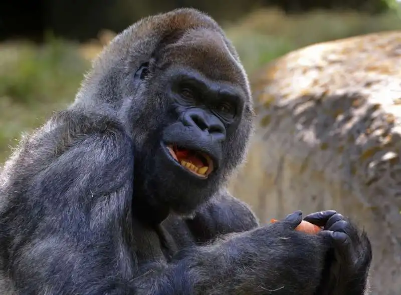 ozzie il gorilla 