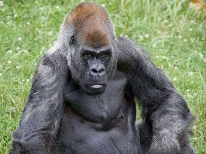 ozzie il gorilla