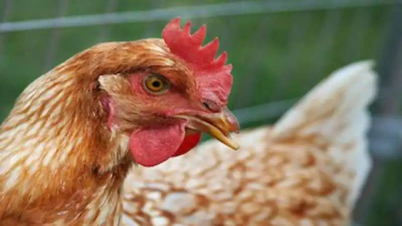 UN GALLO