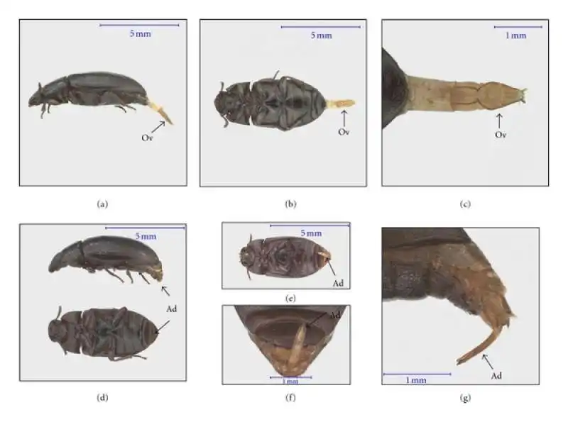 alphitobius diaperinus    larve del verme della farina minore   2