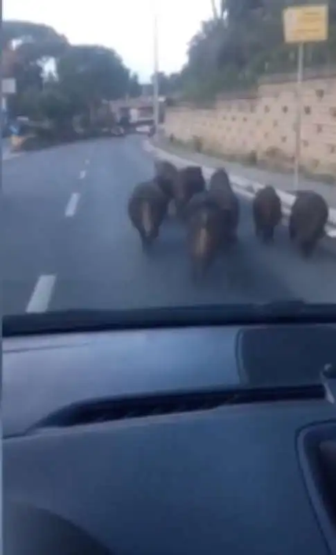 branco di cinghiali a montespaccato roma   1