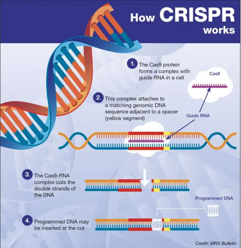 crispr cas9