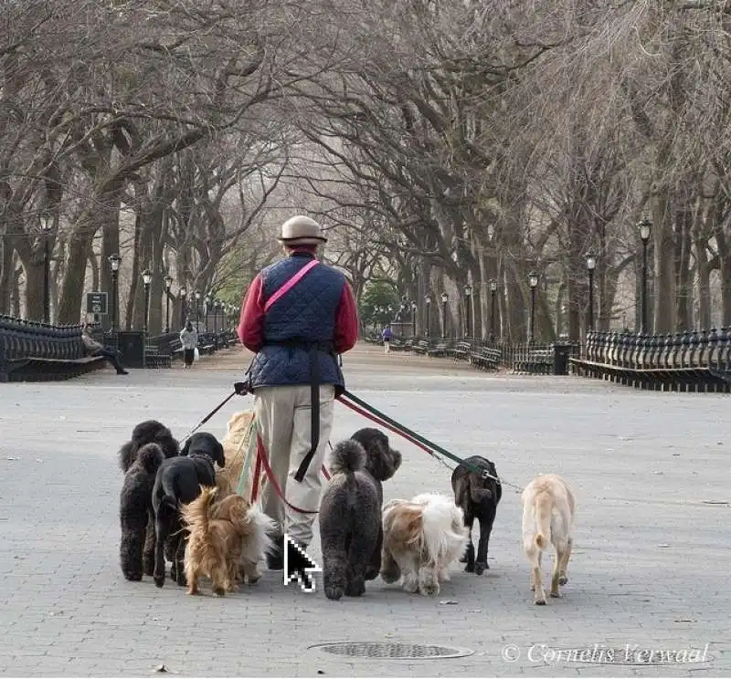 dogsitter new york 