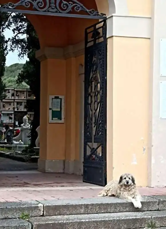 il cane magda al cimitero catanzaro 1