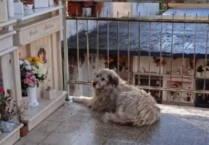 il cane magda al cimitero catanzaro 3