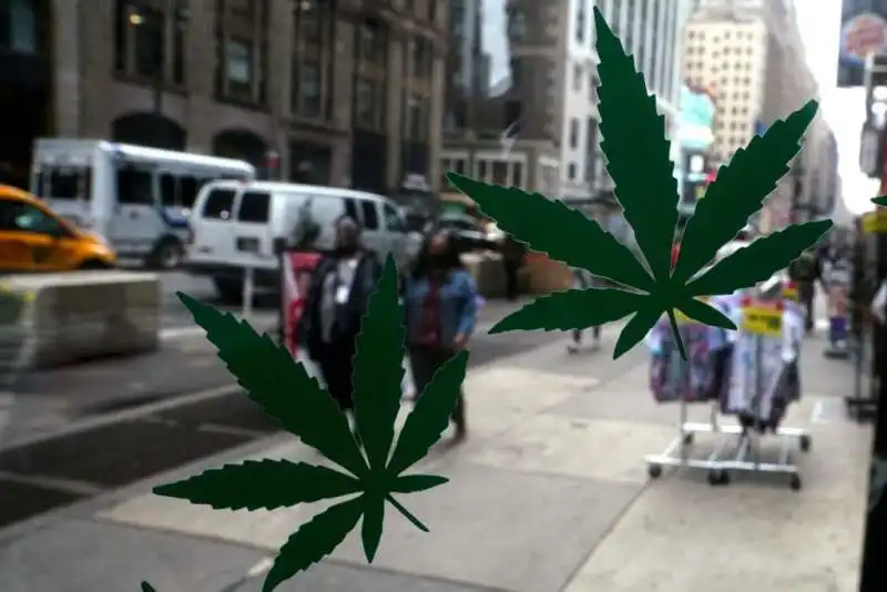 MARIJUANA NEW YORK 