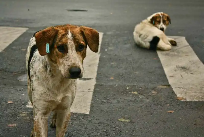 animali abbandonati in strada 1