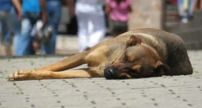 animali abbandonati in strada 5