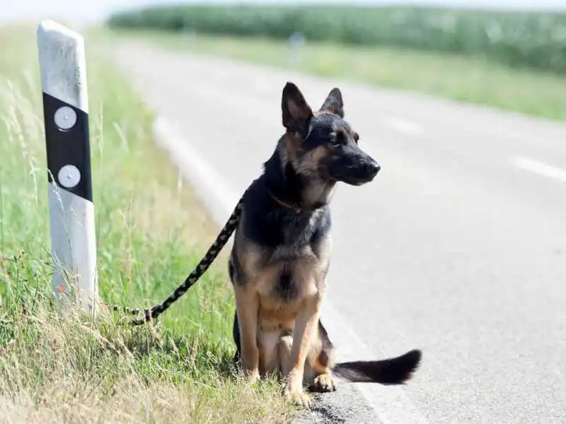 animali abbandonati in strada 7