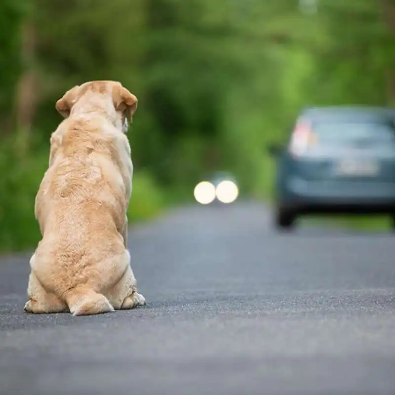 animali abbandonati in strada 8