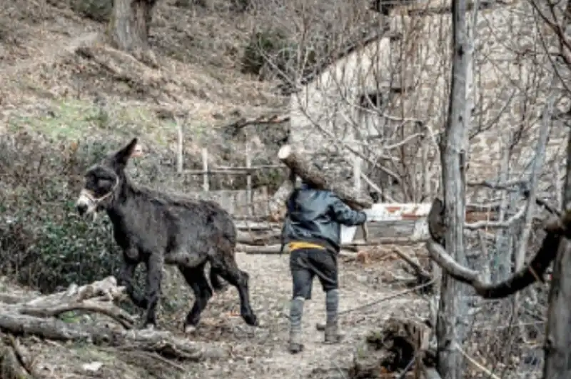 la comunita degli elfi di pistoia  3