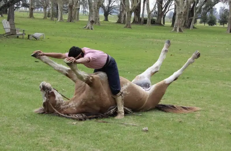 SESSO CON UN CAVALLO