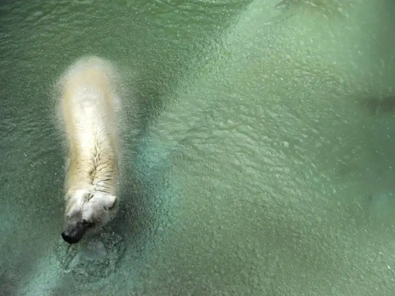 Arturo unico orso polare in Argentina 