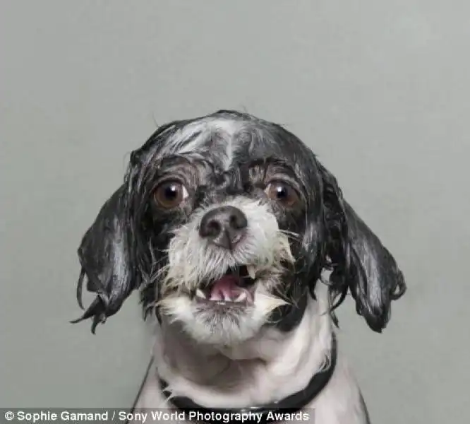 Il cane dopo aver fatto il bagno 