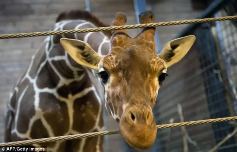 GIRAFFA MARIUS 