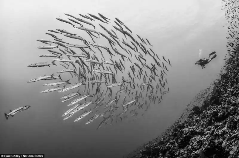 Paul Colley vince il premio Wide Angle Marine Life 