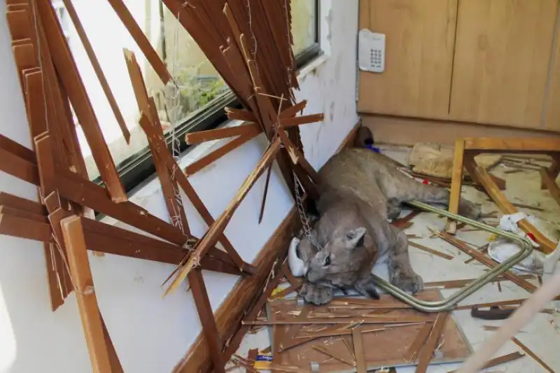 Un puma in cucina Santiago del Cile 