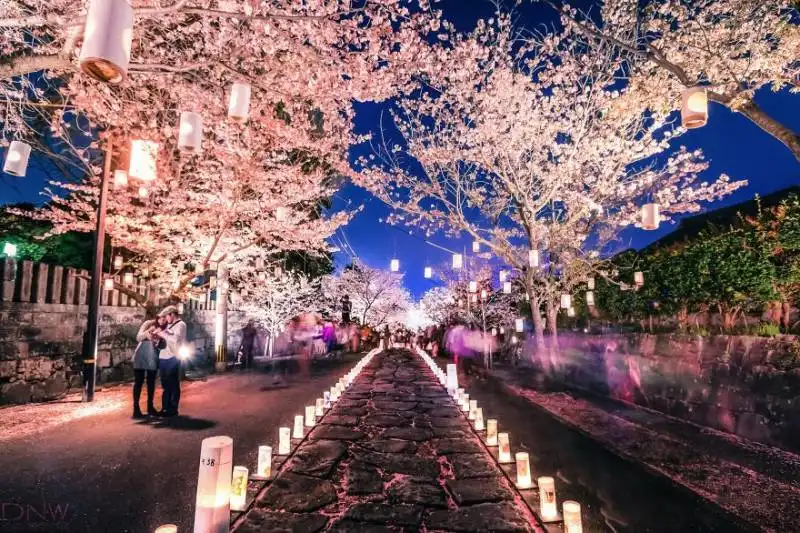 cherry blossom lantern festival (japan)