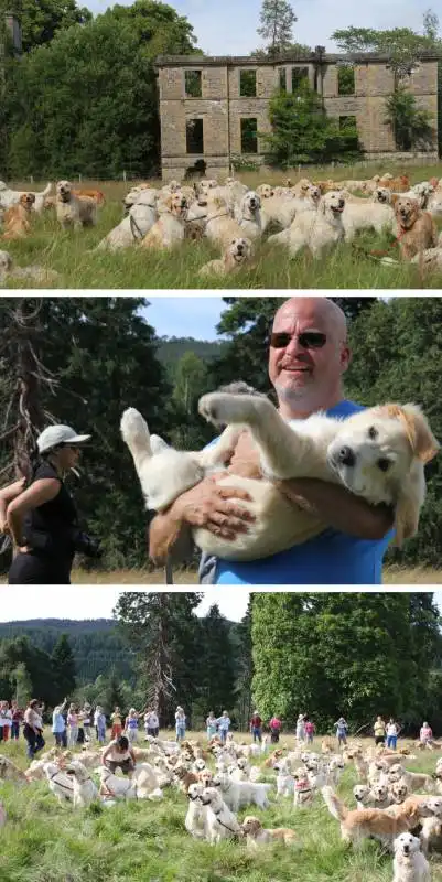 golden retriever festival in scotland