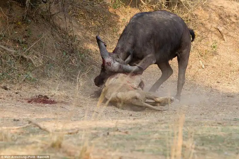 il bufalo e il leone 1