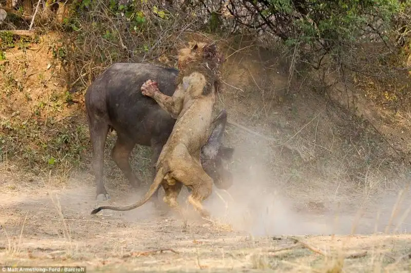 il bufalo e il leone 4