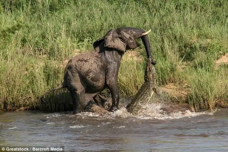 il coccodrillo e l'elefante 2