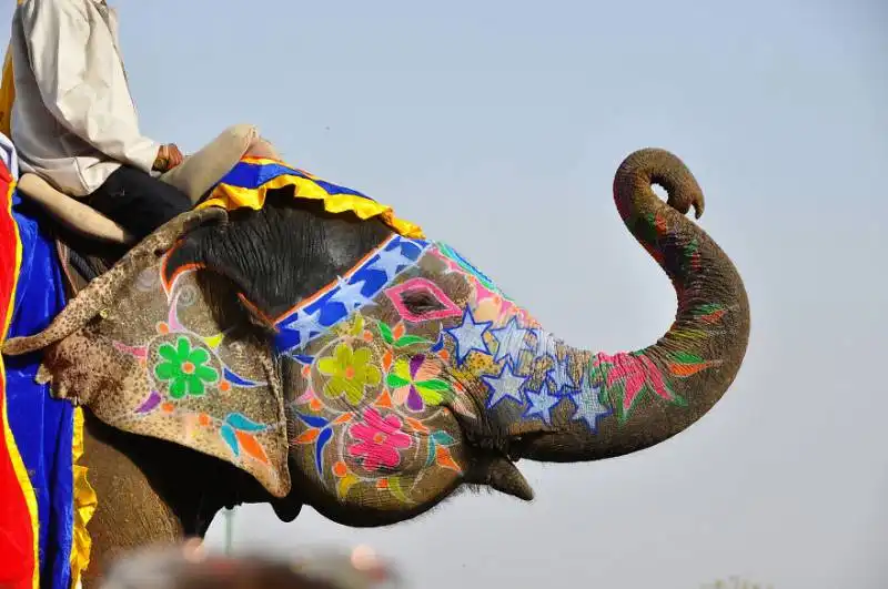 jaipur elephant festival (india)