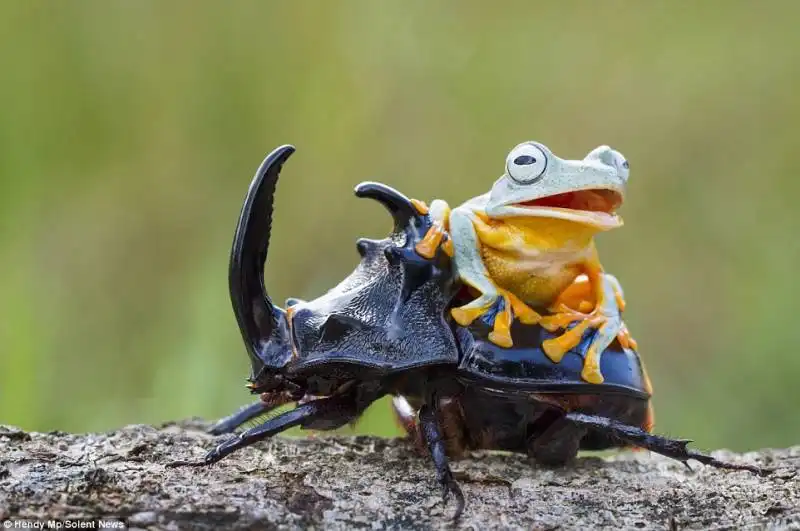 la rana cavalca il coleottero come un cowboy