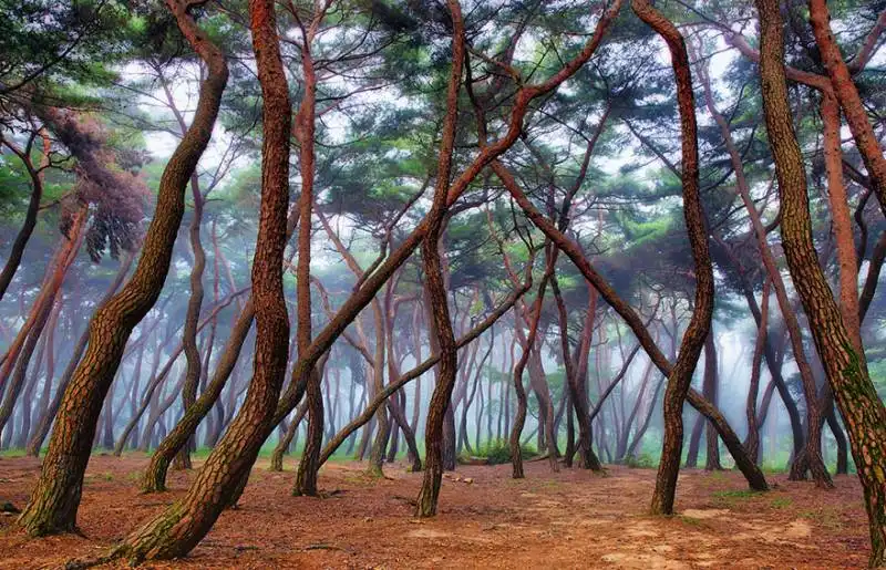 misty forest