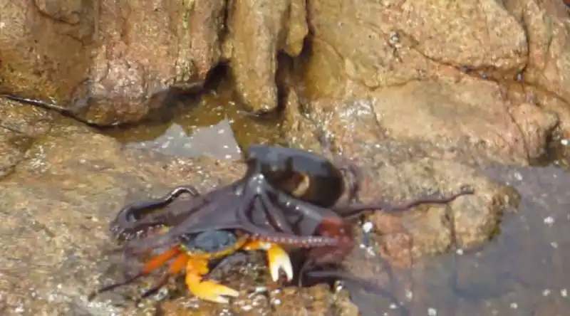 polpo mangia granchio fuori dall acqua