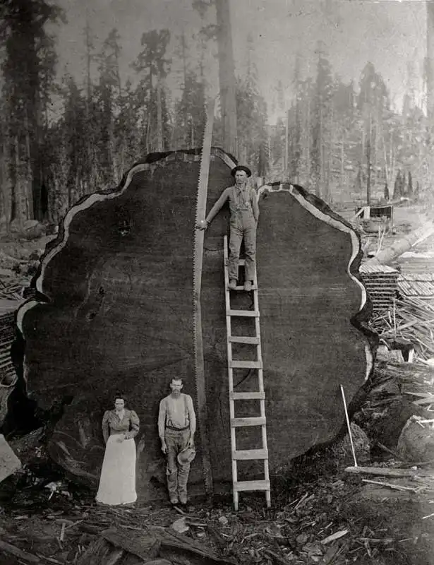 california 1892