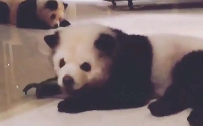 cani panda