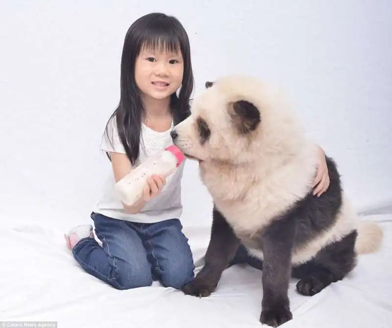 dog panda 10