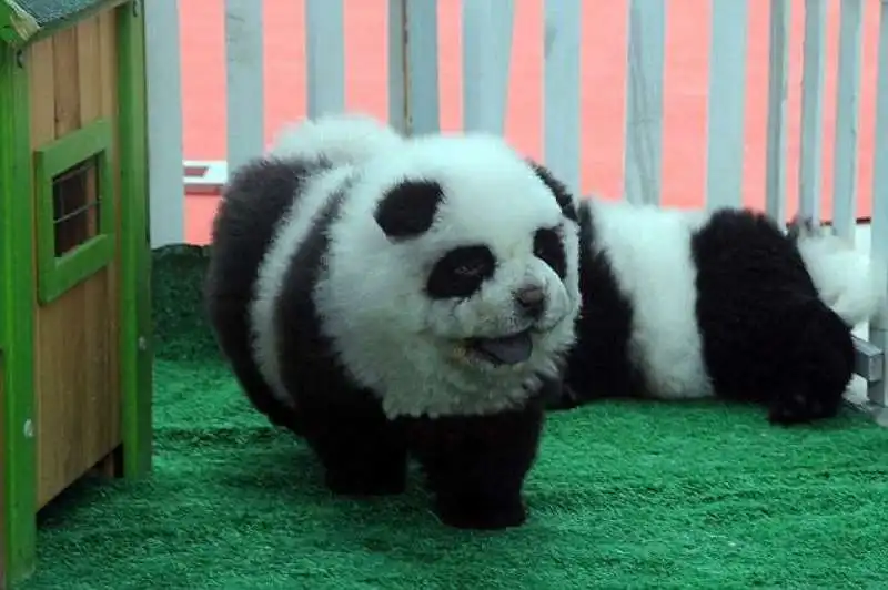 dog panda  4