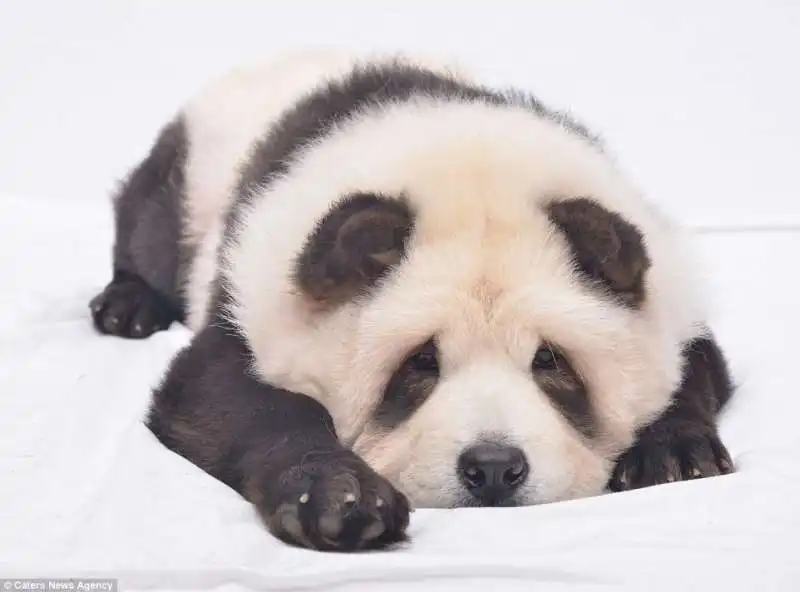 dog panda 9