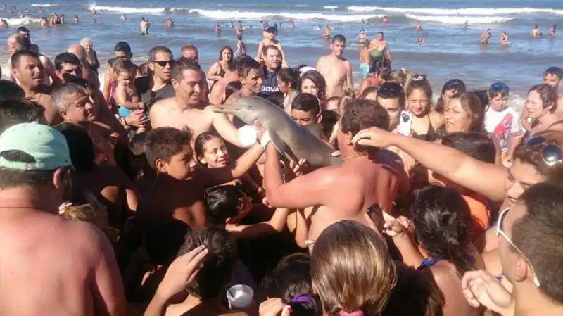 i turisti e il selfie con il delfino  3