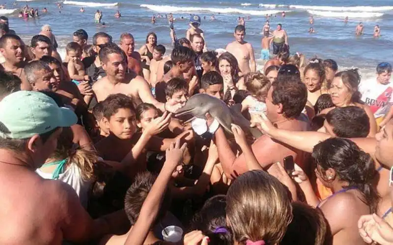 i turisti e il selfie con il delfino  7