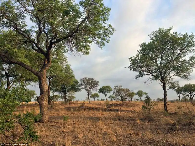 kruger national park