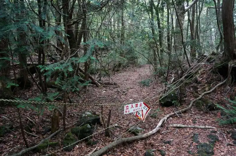 la foresta di aokigahara