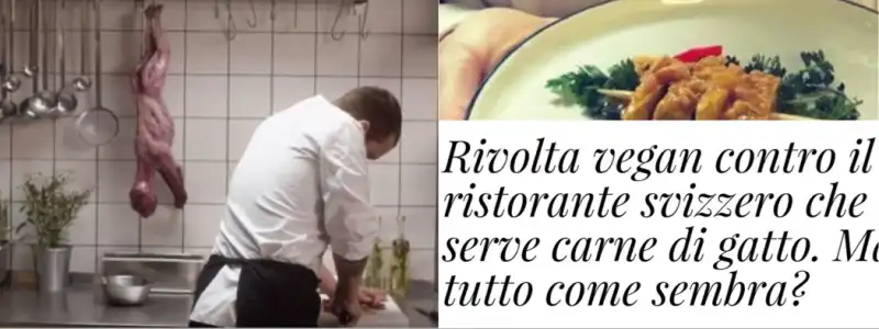 RISTORANTE SVIZZERO CARNE GATTO