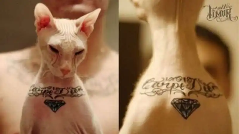 altro sphynx tatuato