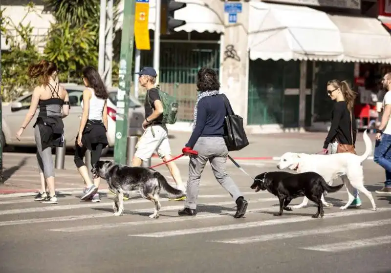 CANI A TEL AVIV