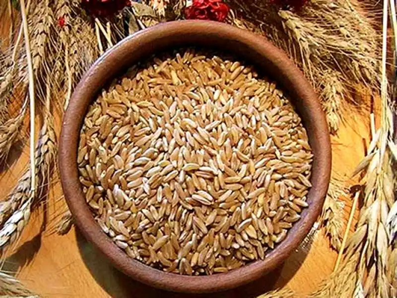 Grano Monococco