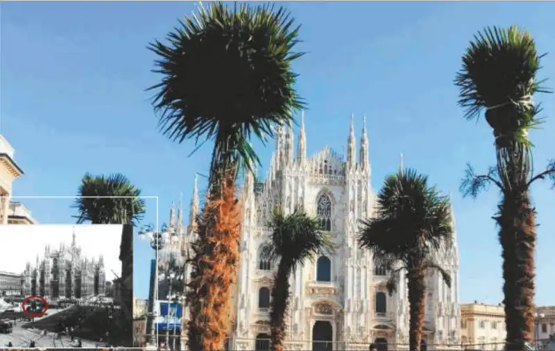 milano palme in piazza duomo  4