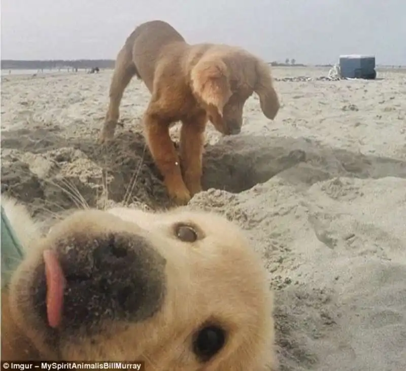 photobomb cucciolo