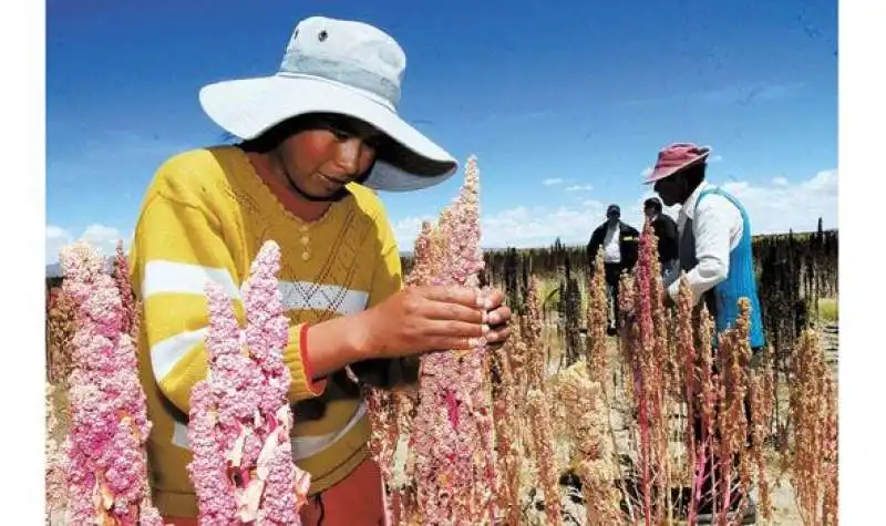 QUINOA 