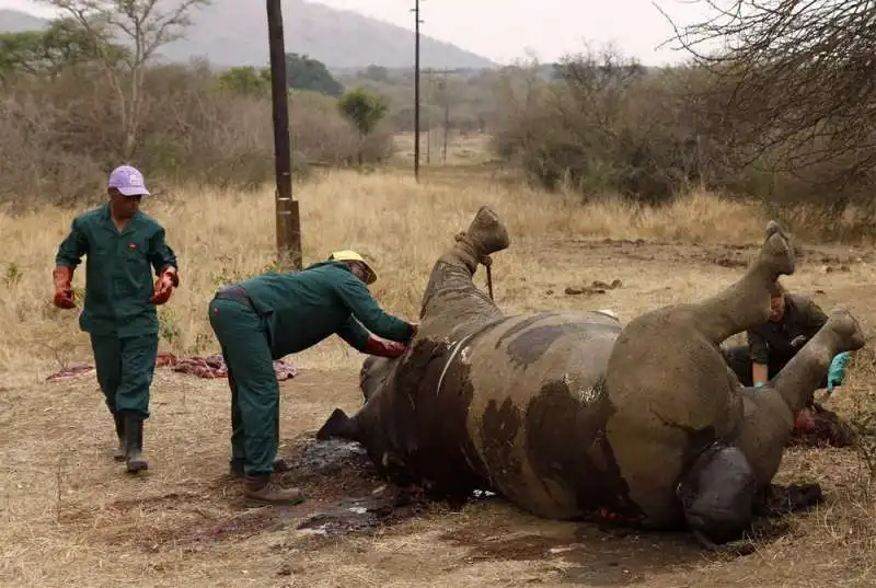 RINOCERONTE UCCISO IN SUDAFRICA 